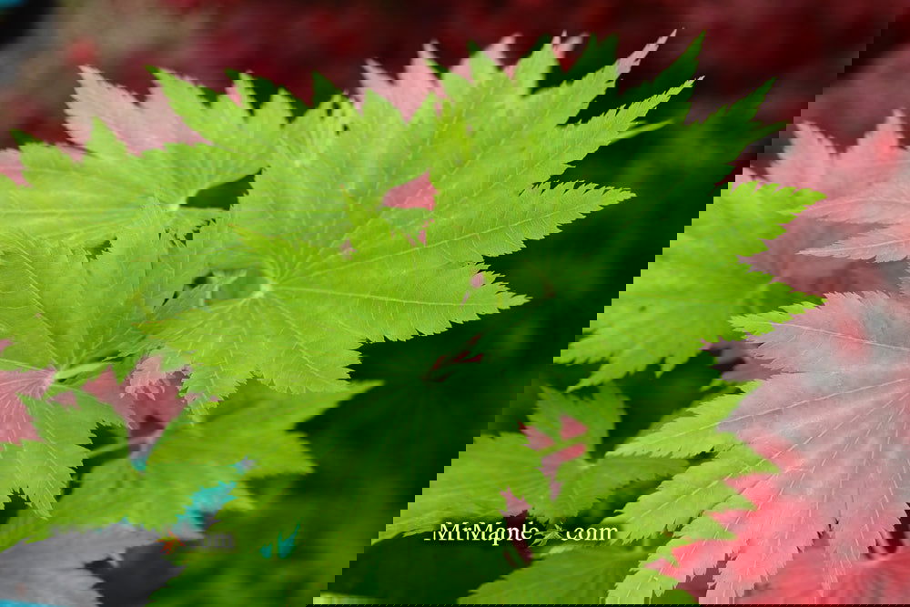 Buy Acer shirasawanum 'Seyu' Full Moon Japanese Maple — Mr Maple
