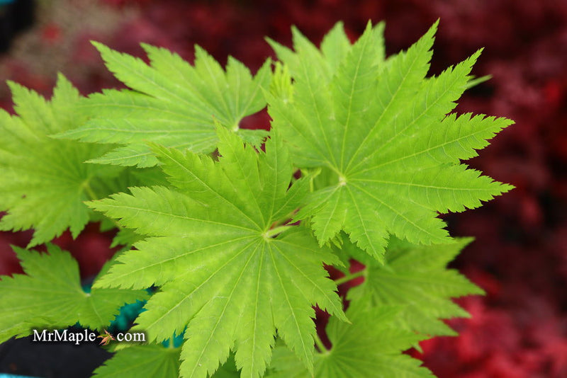 - Acer shirasawanum 'Seyu' Full Moon Japanese Maple - Mr Maple │ Buy Japanese Maple Trees
