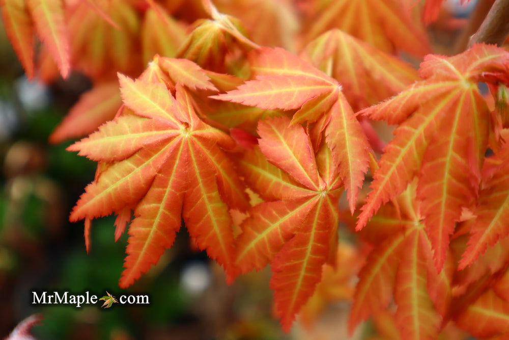 - Acer shirasawanum 'Sunny' Golden Full Moon Japanese Maple - Mr Maple │ Buy Japanese Maple Trees