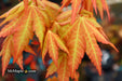 - Acer shirasawanum 'Sunny' Golden Full Moon Japanese Maple - Mr Maple │ Buy Japanese Maple Trees