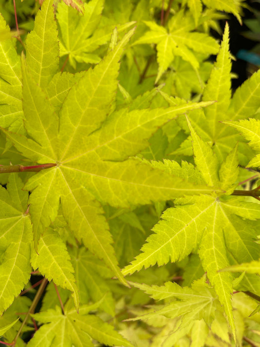 - Acer shirasawanum 'Sunny' Golden Full Moon Japanese Maple - Mr Maple │ Buy Japanese Maple Trees