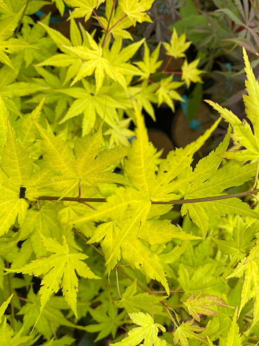 - Acer shirasawanum 'Sunny' Golden Full Moon Japanese Maple - Mr Maple │ Buy Japanese Maple Trees