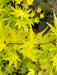 - Acer shirasawanum 'Sunny' Golden Full Moon Japanese Maple - Mr Maple │ Buy Japanese Maple Trees