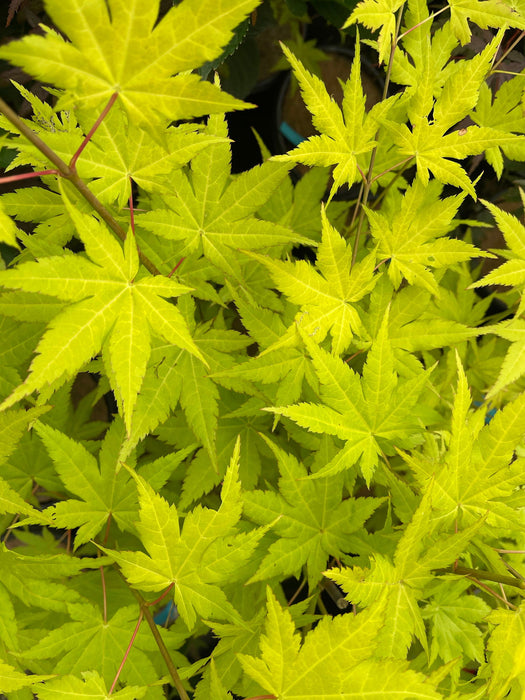 - Acer shirasawanum 'Sunny' Golden Full Moon Japanese Maple - Mr Maple │ Buy Japanese Maple Trees