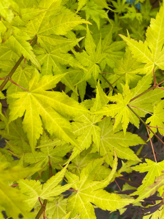 - Acer shirasawanum 'Sunny' Golden Full Moon Japanese Maple - Mr Maple │ Buy Japanese Maple Trees