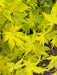 - Acer shirasawanum 'Sunny' Golden Full Moon Japanese Maple - Mr Maple │ Buy Japanese Maple Trees