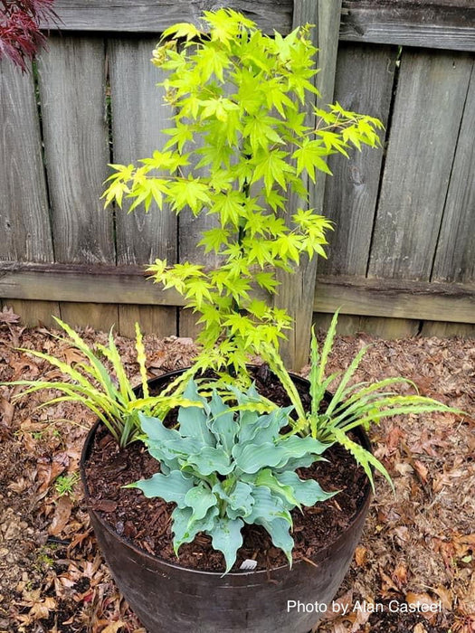 - Acer shirasawanum 'Sunny' Golden Full Moon Japanese Maple - Mr Maple │ Buy Japanese Maple Trees