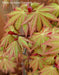 - Acer shirasawanum 'Sunny' Golden Full Moon Japanese Maple - Mr Maple │ Buy Japanese Maple Trees