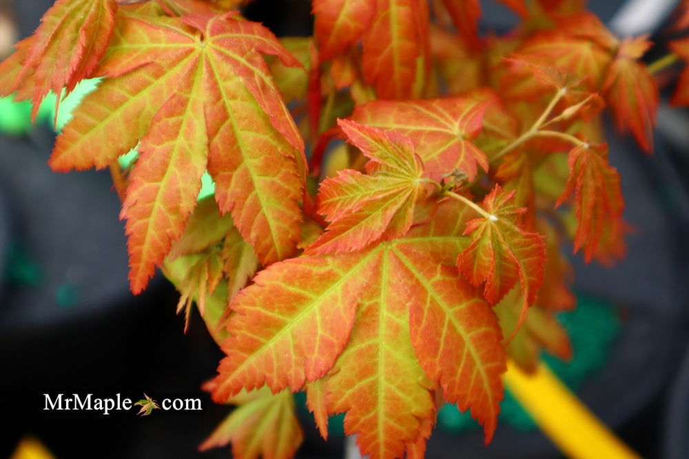 - Acer shirasawanum 'Sunny' Golden Full Moon Japanese Maple - Mr Maple │ Buy Japanese Maple Trees