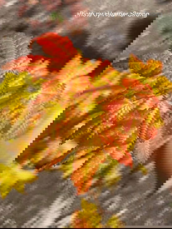 - Acer shirasawanum 'Sunny' Golden Full Moon Japanese Maple - Mr Maple │ Buy Japanese Maple Trees