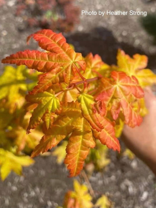 - Acer shirasawanum 'Sunny' Golden Full Moon Japanese Maple - Mr Maple │ Buy Japanese Maple Trees