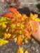 - Acer shirasawanum 'Sunny' Golden Full Moon Japanese Maple - Mr Maple │ Buy Japanese Maple Trees