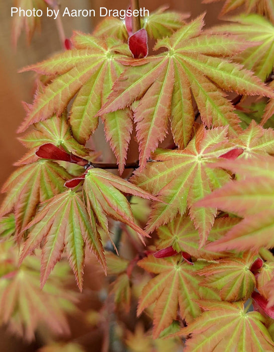 - Acer shirasawanum 'Sunny' Golden Full Moon Japanese Maple - Mr Maple │ Buy Japanese Maple Trees