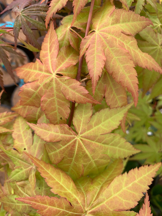 - Acer shirasawanum 'Sunny' Golden Full Moon Japanese Maple - Mr Maple │ Buy Japanese Maple Trees