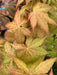 - Acer shirasawanum 'Sunny' Golden Full Moon Japanese Maple - Mr Maple │ Buy Japanese Maple Trees