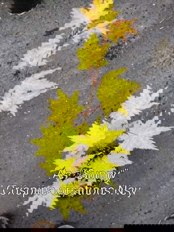 - Acer shirasawanum 'Sunny' Golden Full Moon Japanese Maple - Mr Maple │ Buy Japanese Maple Trees