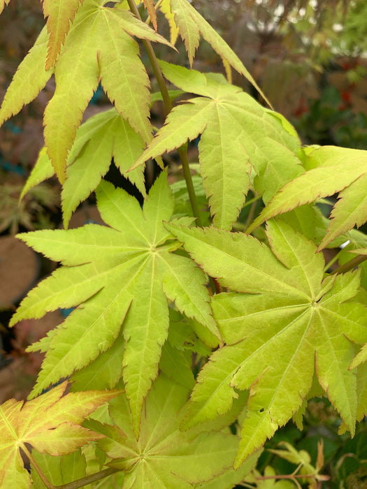 - Acer shirasawanum 'Sunny' Golden Full Moon Japanese Maple - Mr Maple │ Buy Japanese Maple Trees