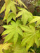 - Acer shirasawanum 'Sunny' Golden Full Moon Japanese Maple - Mr Maple │ Buy Japanese Maple Trees