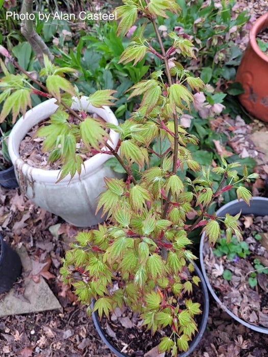 - Acer shirasawanum 'Sunny' Golden Full Moon Japanese Maple - Mr Maple │ Buy Japanese Maple Trees