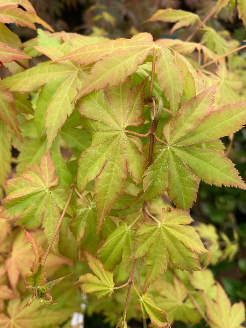 - Acer shirasawanum 'Sunny' Golden Full Moon Japanese Maple - Mr Maple │ Buy Japanese Maple Trees