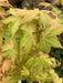 - Acer shirasawanum 'Sunny' Golden Full Moon Japanese Maple - Mr Maple │ Buy Japanese Maple Trees