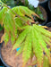 - Acer shirasawanum 'Sunny' Golden Full Moon Japanese Maple - Mr Maple │ Buy Japanese Maple Trees