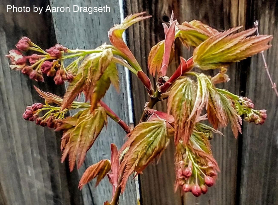 - Acer shirasawanum 'Sunny' Golden Full Moon Japanese Maple - Mr Maple │ Buy Japanese Maple Trees