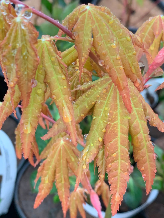 - Acer shirasawanum 'Sunny' Golden Full Moon Japanese Maple - Mr Maple │ Buy Japanese Maple Trees