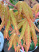 - Acer shirasawanum 'Sunny' Golden Full Moon Japanese Maple - Mr Maple │ Buy Japanese Maple Trees