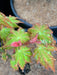 - Acer shirasawanum 'Sunny' Golden Full Moon Japanese Maple - Mr Maple │ Buy Japanese Maple Trees