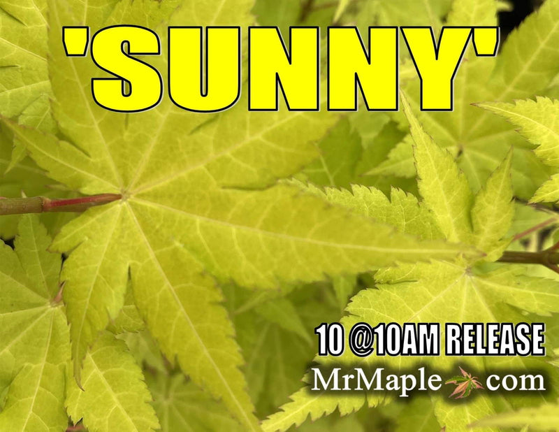 - Acer shirasawanum 'Sunny' Golden Full Moon Japanese Maple - Mr Maple │ Buy Japanese Maple Trees