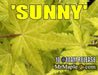 - Acer shirasawanum 'Sunny' Golden Full Moon Japanese Maple - Mr Maple │ Buy Japanese Maple Trees