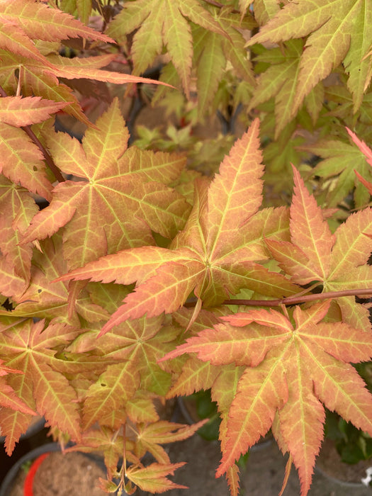 - Acer shirasawanum 'Sunny' Golden Full Moon Japanese Maple - Mr Maple │ Buy Japanese Maple Trees