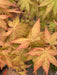 - Acer shirasawanum 'Sunny' Golden Full Moon Japanese Maple - Mr Maple │ Buy Japanese Maple Trees