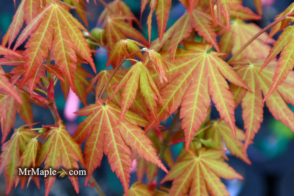 - Acer shirasawanum 'Sunny' Golden Full Moon Japanese Maple - Mr Maple │ Buy Japanese Maple Trees