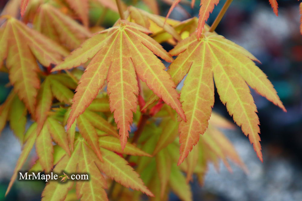 - Acer shirasawanum 'Sunny' Golden Full Moon Japanese Maple - Mr Maple │ Buy Japanese Maple Trees