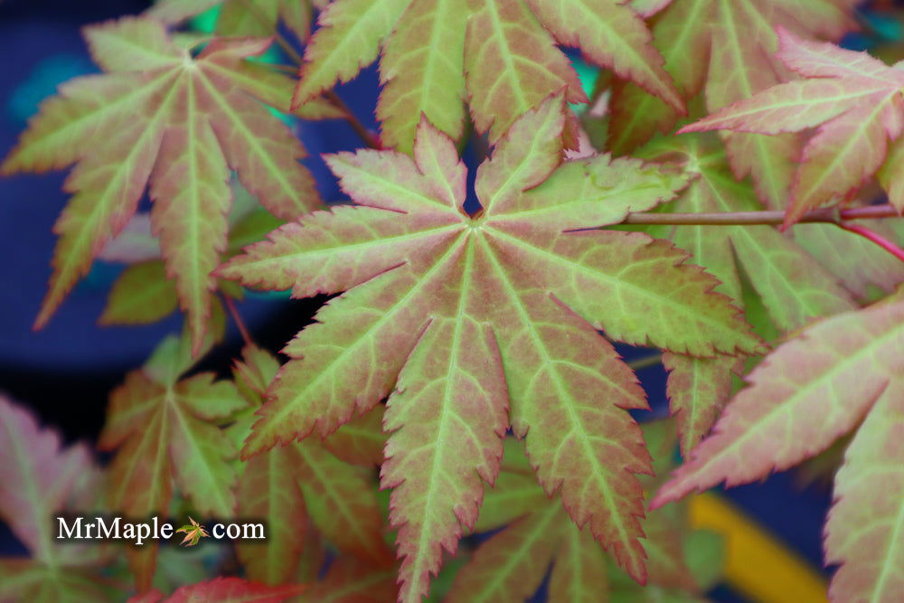 - Acer shirasawanum 'Sunny' Golden Full Moon Japanese Maple - Mr Maple │ Buy Japanese Maple Trees