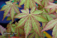 - Acer shirasawanum 'Sunny' Golden Full Moon Japanese Maple - Mr Maple │ Buy Japanese Maple Trees