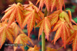 - Acer shirasawanum 'Sunny' Golden Full Moon Japanese Maple - Mr Maple │ Buy Japanese Maple Trees