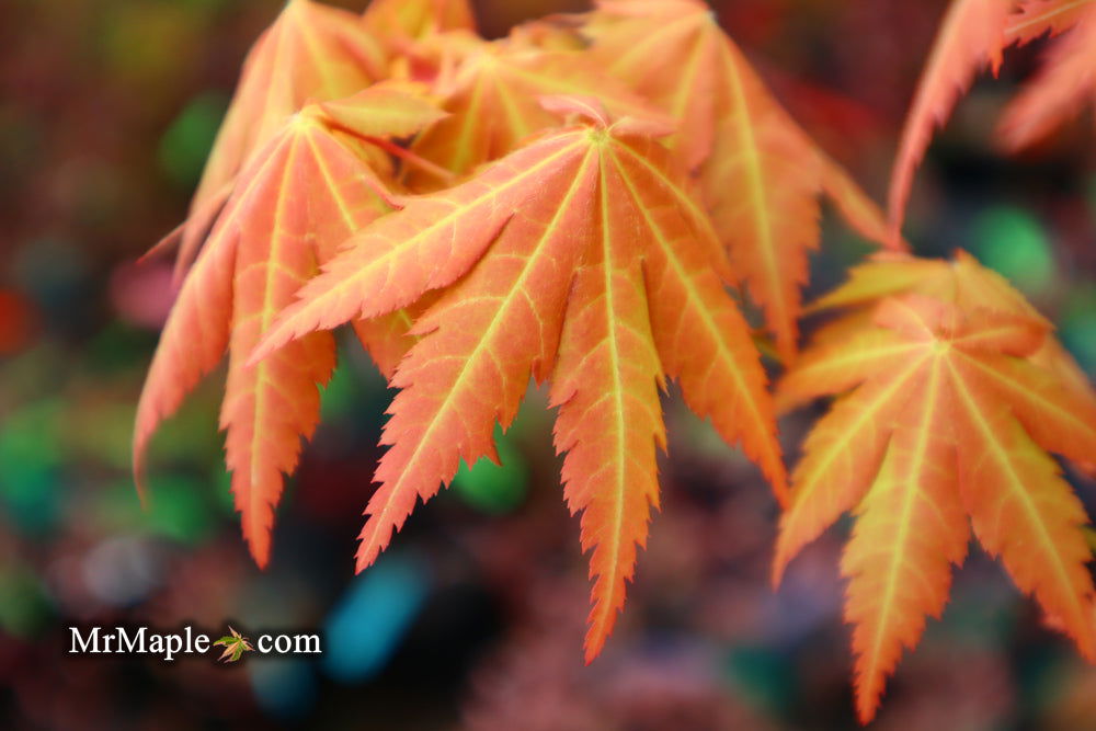 - Acer shirasawanum 'Sunny' Golden Full Moon Japanese Maple - Mr Maple │ Buy Japanese Maple Trees