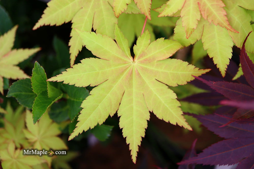 - Acer shirasawanum 'Sunny' Golden Full Moon Japanese Maple - Mr Maple │ Buy Japanese Maple Trees