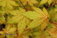 - Acer shirasawanum 'Sunny' Golden Full Moon Japanese Maple - Mr Maple │ Buy Japanese Maple Trees