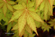 - Acer shirasawanum 'Sunny' Golden Full Moon Japanese Maple - Mr Maple │ Buy Japanese Maple Trees