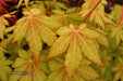 - Acer shirasawanum 'Sunny' Golden Full Moon Japanese Maple - Mr Maple │ Buy Japanese Maple Trees