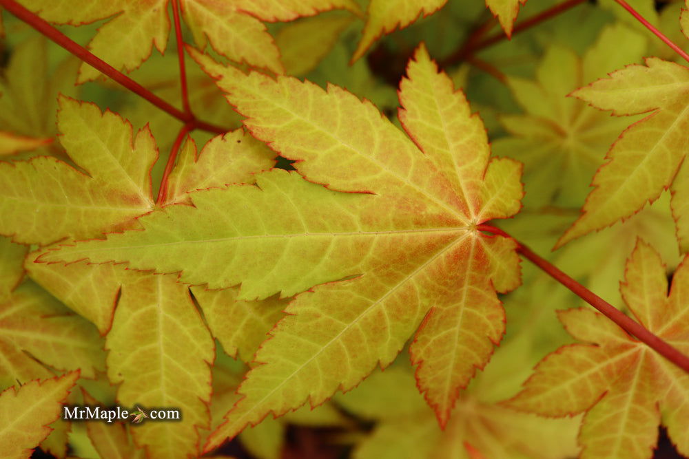 - Acer shirasawanum 'Sunny' Golden Full Moon Japanese Maple - Mr Maple │ Buy Japanese Maple Trees