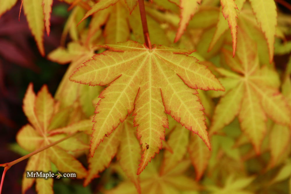 - Acer shirasawanum 'Sunny' Golden Full Moon Japanese Maple - Mr Maple │ Buy Japanese Maple Trees