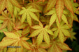 - Acer shirasawanum 'Sunny' Golden Full Moon Japanese Maple - Mr Maple │ Buy Japanese Maple Trees