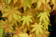 - Acer shirasawanum 'Sunny' Golden Full Moon Japanese Maple - Mr Maple │ Buy Japanese Maple Trees