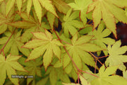 - Acer shirasawanum 'Sunny' Golden Full Moon Japanese Maple - Mr Maple │ Buy Japanese Maple Trees