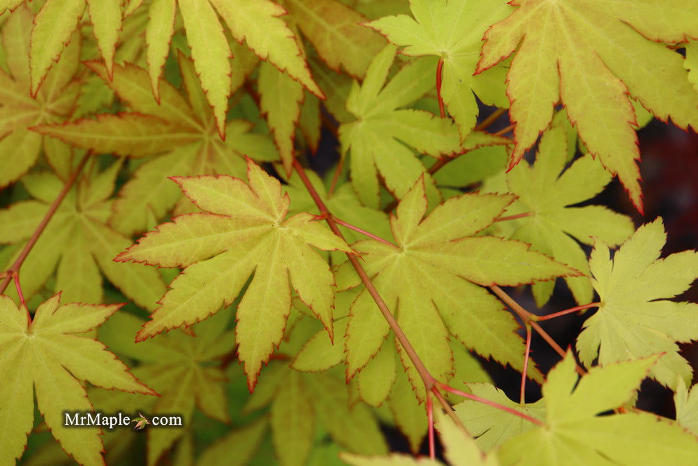 - Acer shirasawanum 'Sunny' Golden Full Moon Japanese Maple - Mr Maple │ Buy Japanese Maple Trees